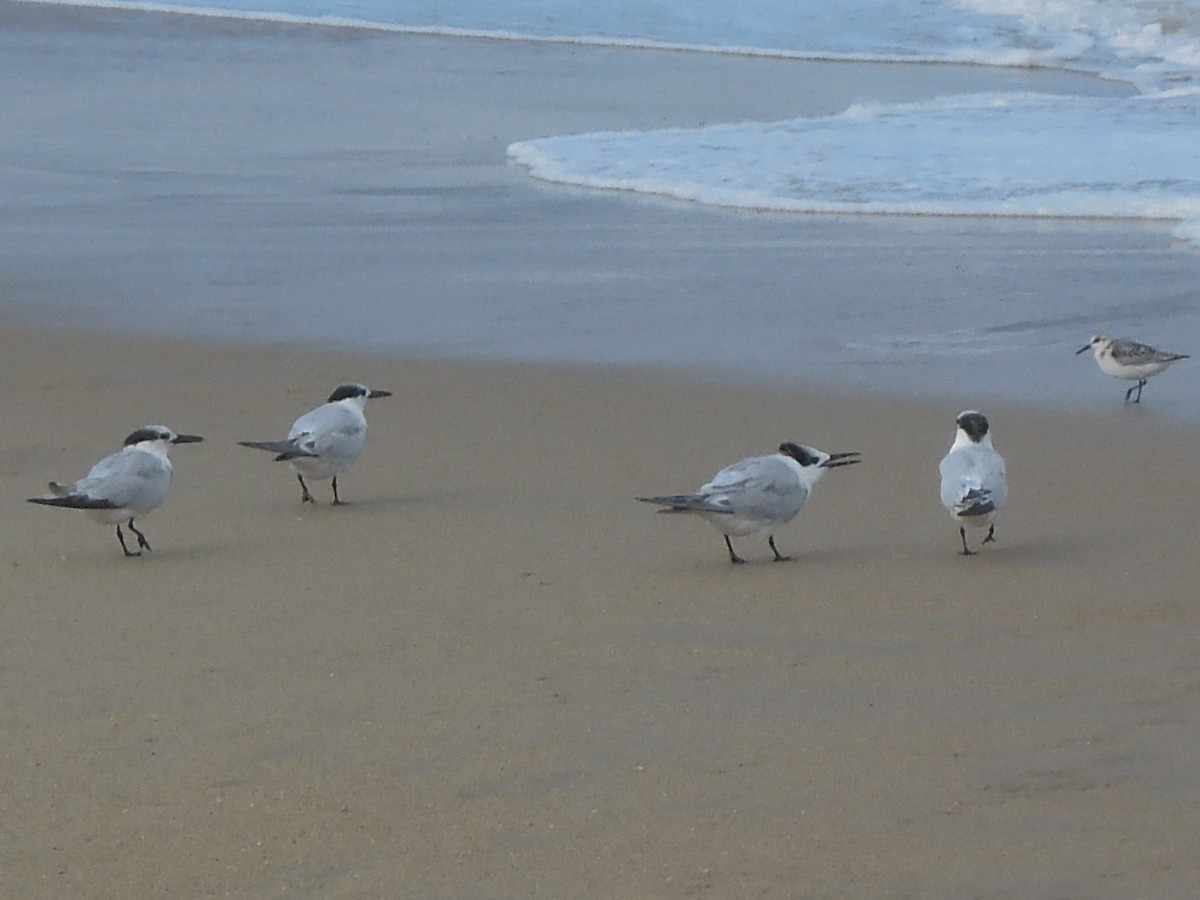 Sandwich Tern - ML642645952
