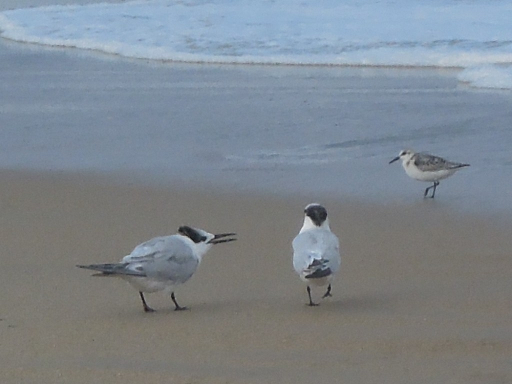 Sandwich Tern - ML642645953