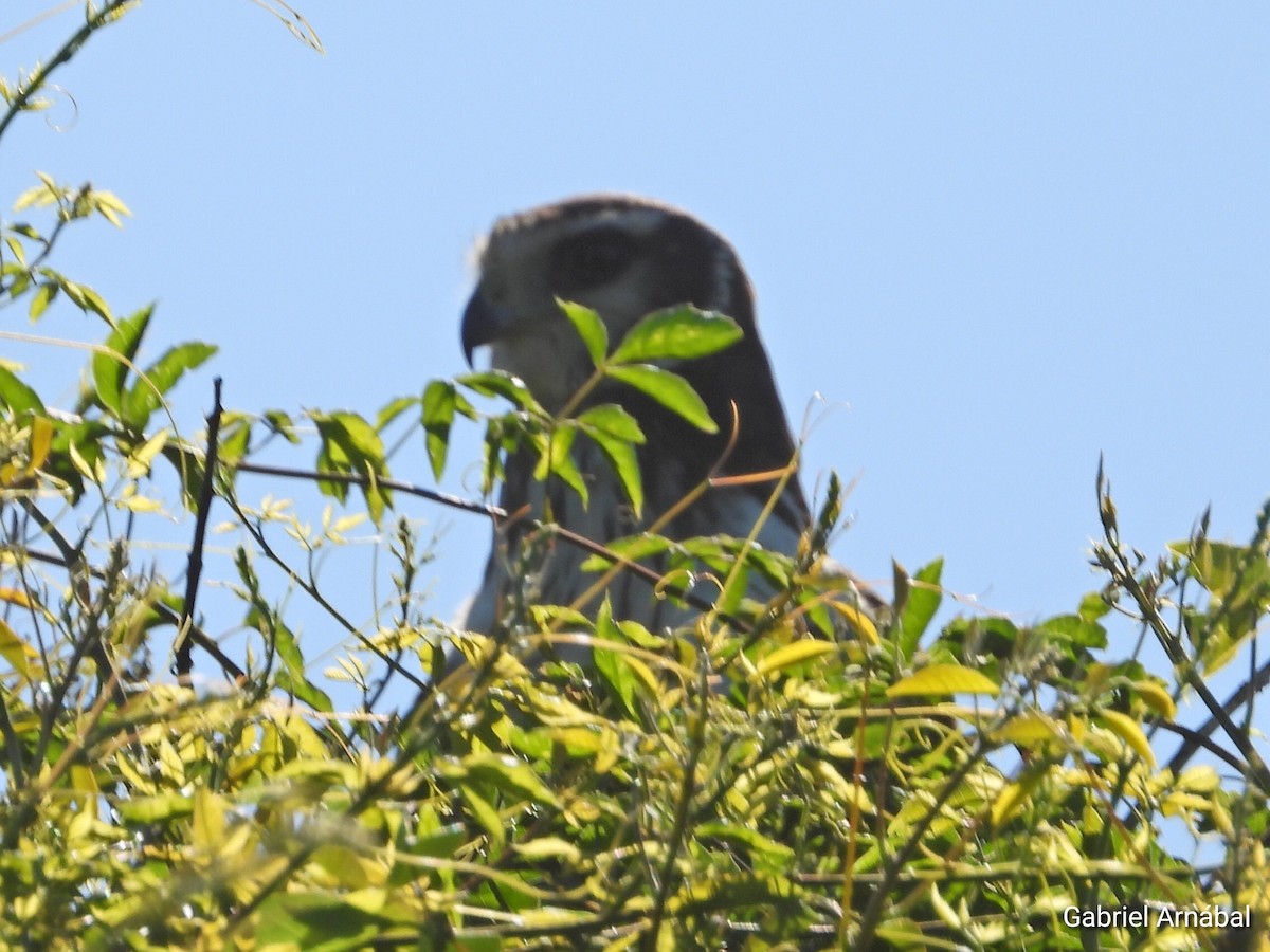 Long-winged Harrier - ML642645970