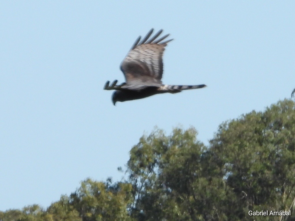 Long-winged Harrier - ML642645971