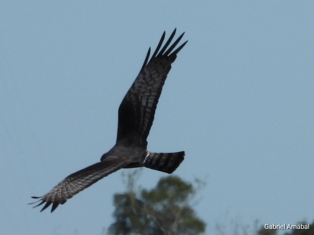 Long-winged Harrier - ML642645972