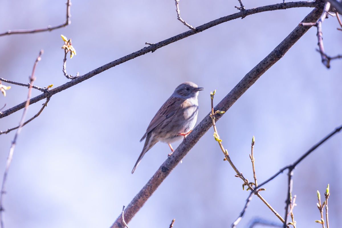 Dunnock - ML642646025