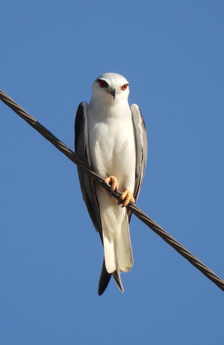 Black-winged Kite - ML642646083