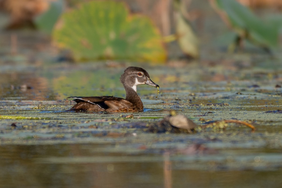 Wood Duck - ML642646084