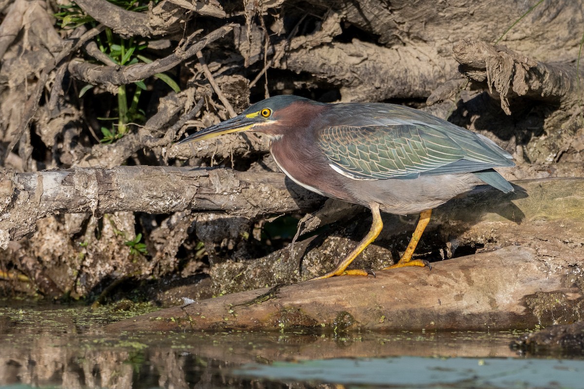 Green Heron - ML642646089