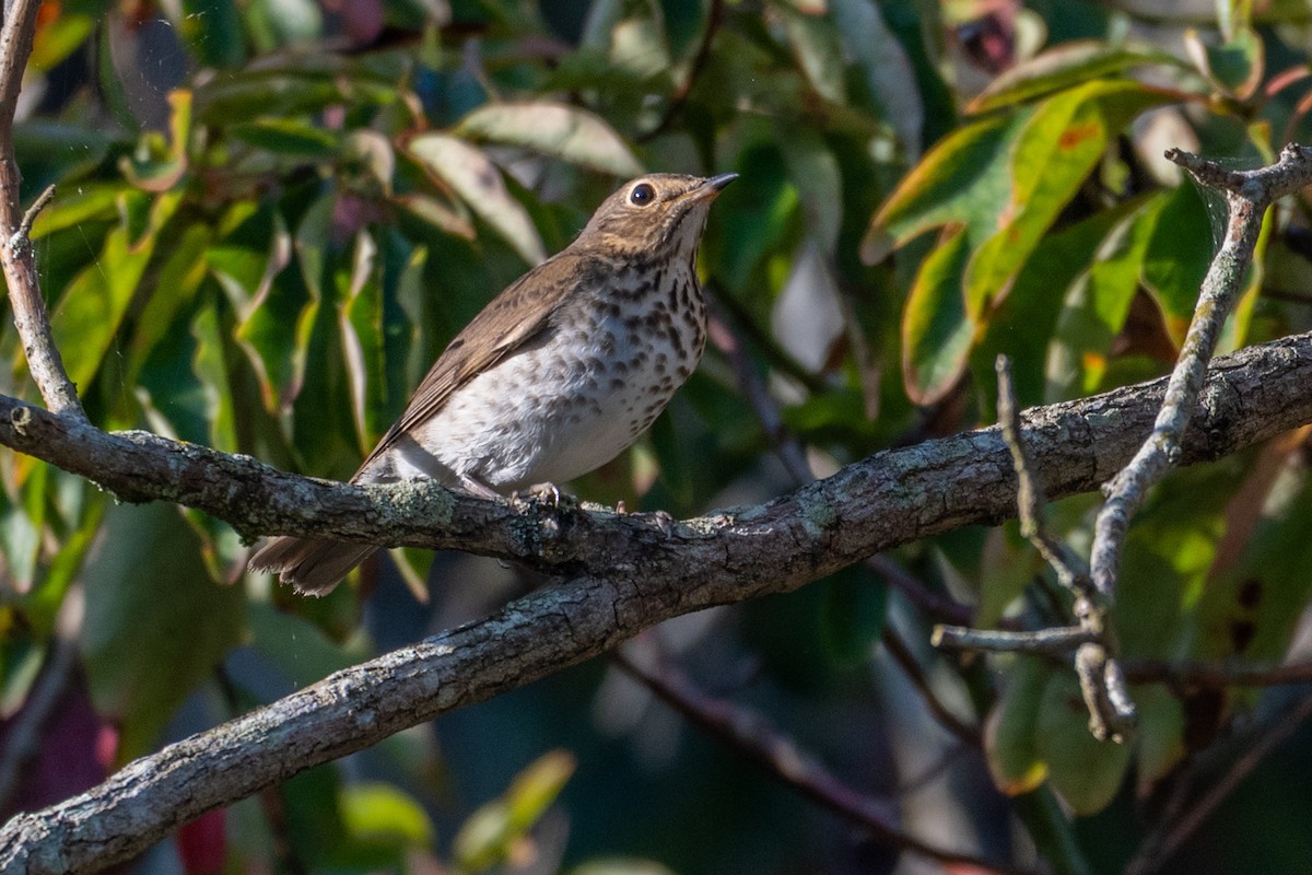 Swainson's Thrush - ML642646094