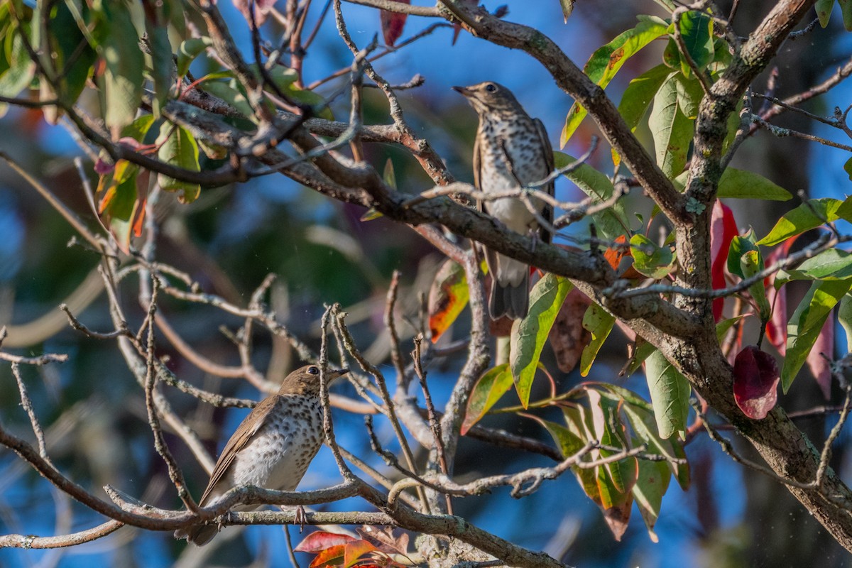 Swainson's Thrush - ML642646095