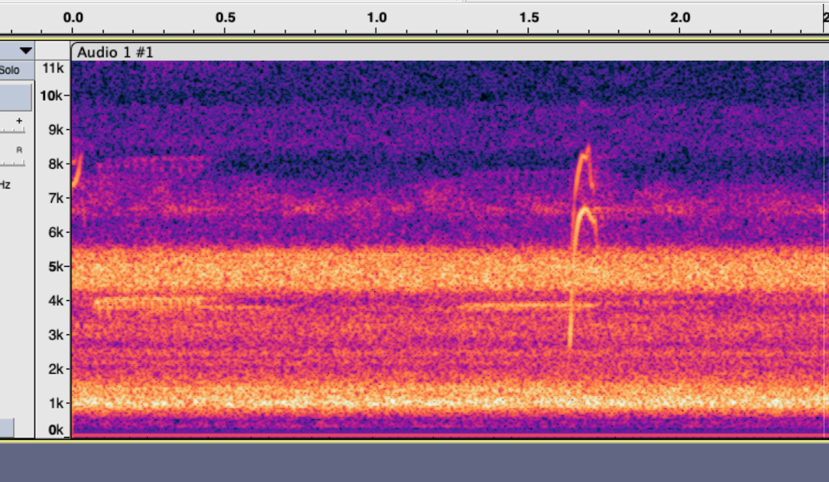 passerine sp. - ML642646129