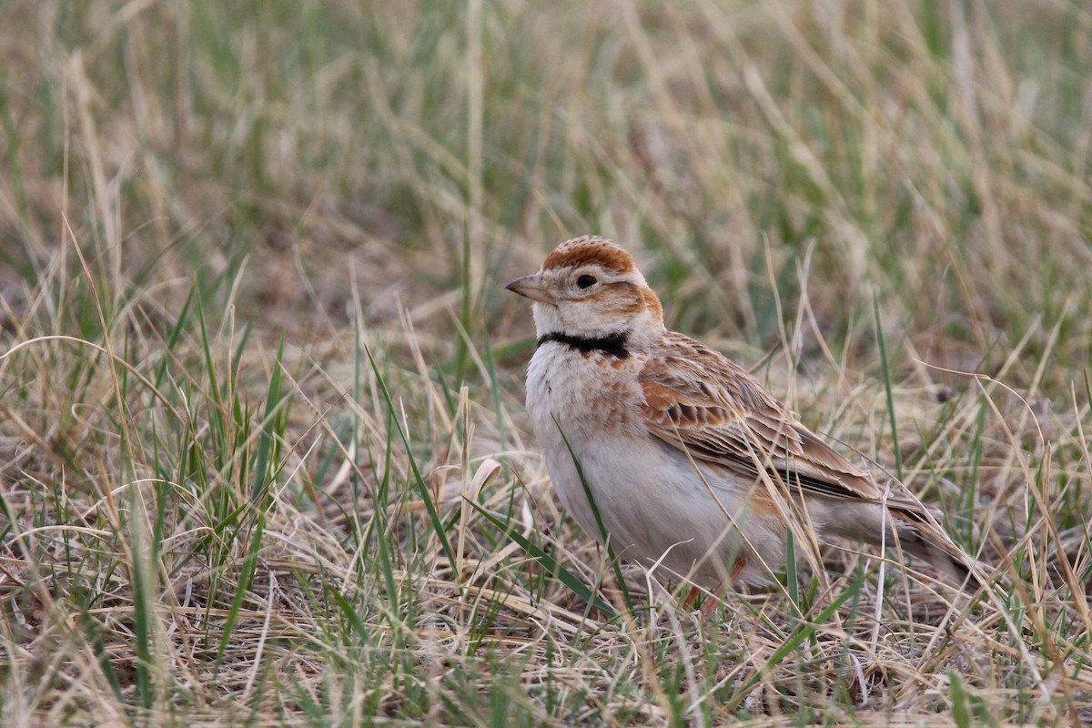 Mongolian Lark - ML642646146