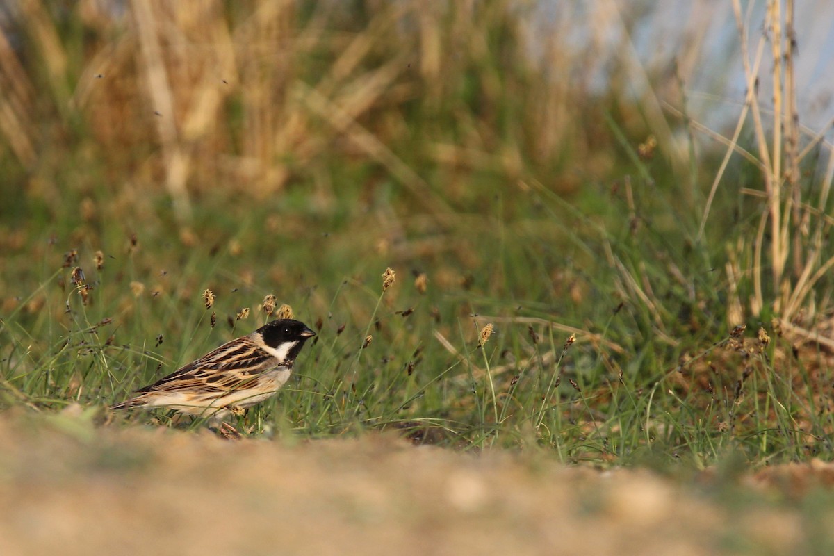 Pallas's Bunting - ML642646173