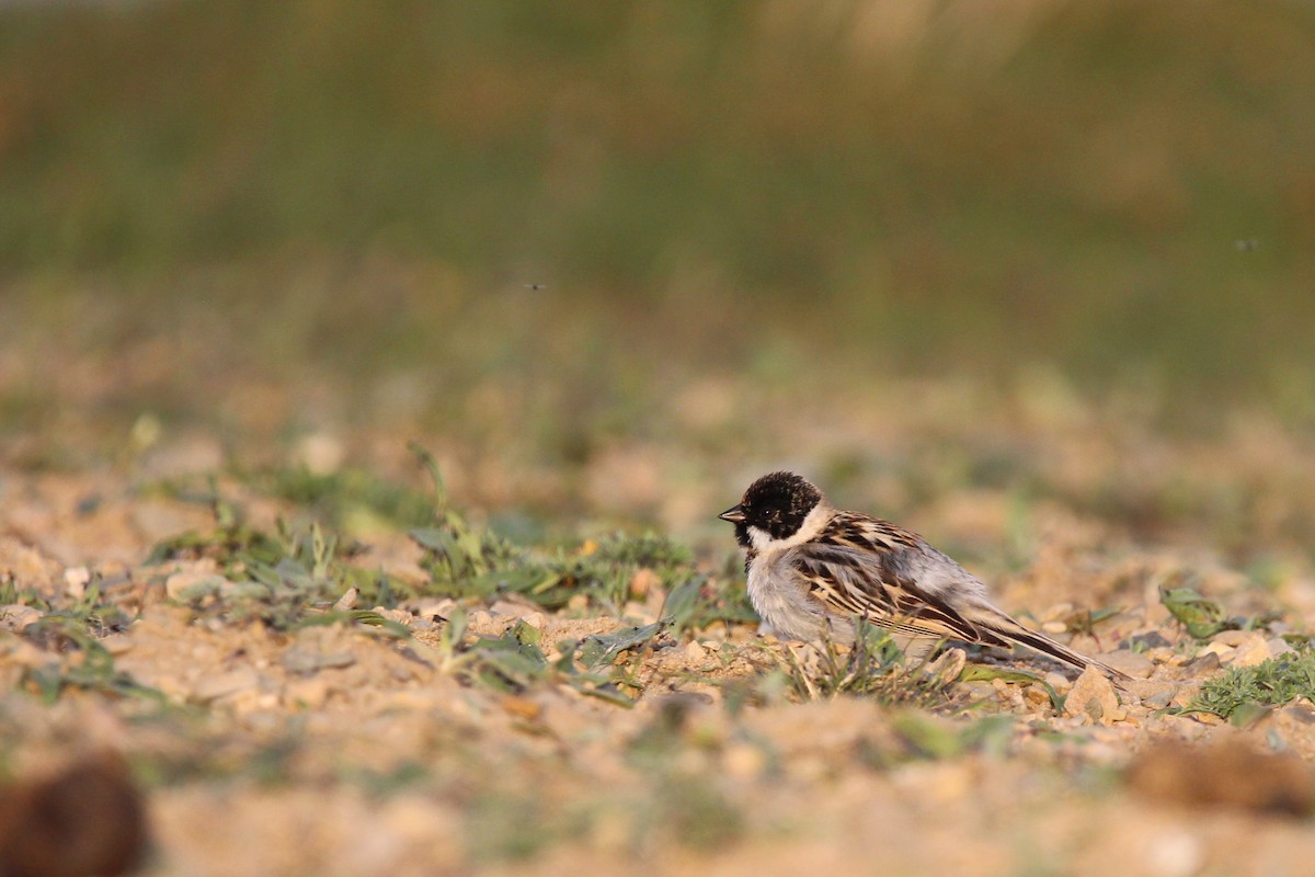 Pallas's Bunting - ML642646174