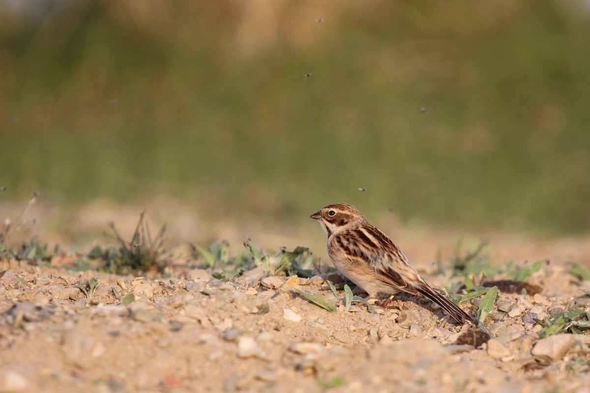 Pallas's Bunting - ML642646175