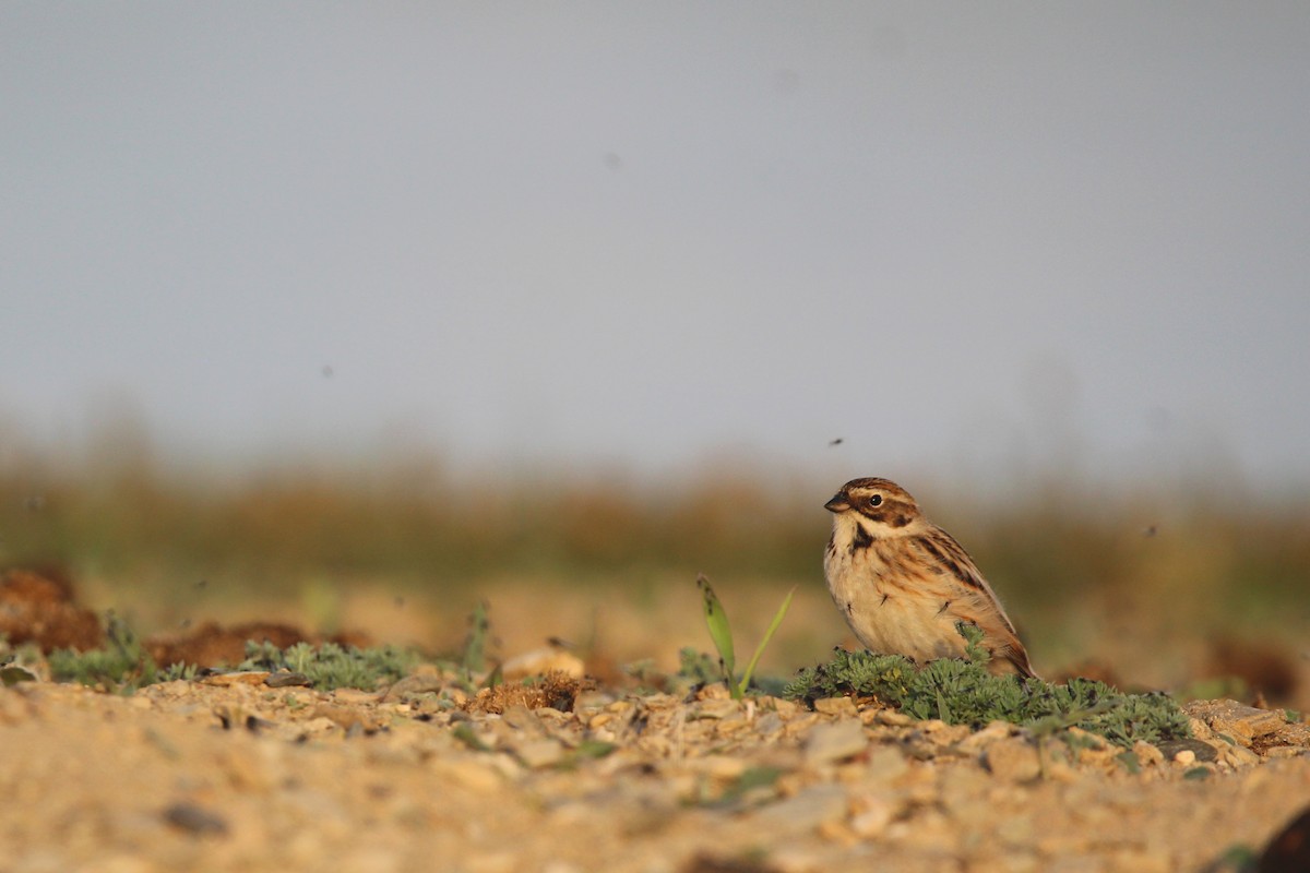 Pallas's Bunting - ML642646176