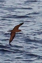 Wedge-tailed Shearwater - ML642646179