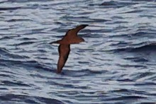 Wedge-tailed Shearwater - ML642646180
