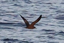 Wedge-tailed Shearwater - ML642646181