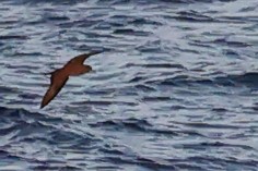 Wedge-tailed Shearwater - ML642646182