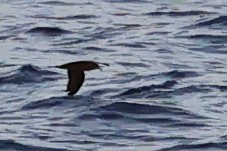 Wedge-tailed Shearwater - ML642646183