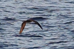 Wedge-tailed Shearwater - ML642646184