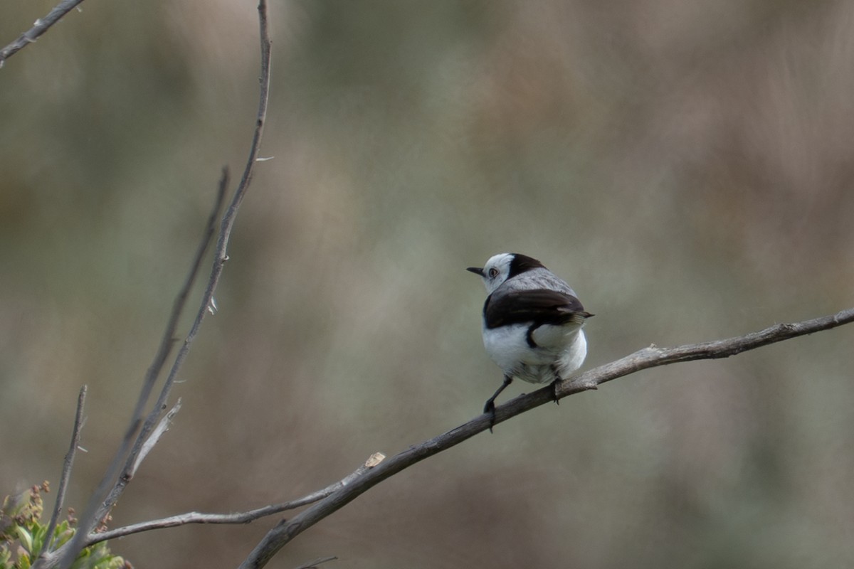 White-fronted Chat - ML642646185