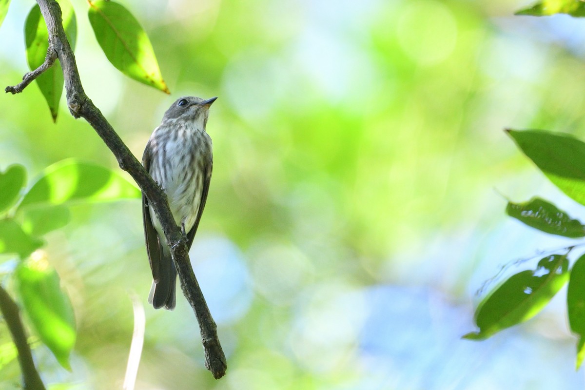 Gray-streaked Flycatcher - ML642646207