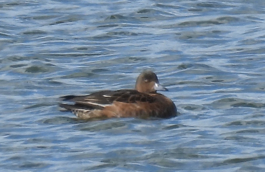 Eurasian Wigeon - ML642646227
