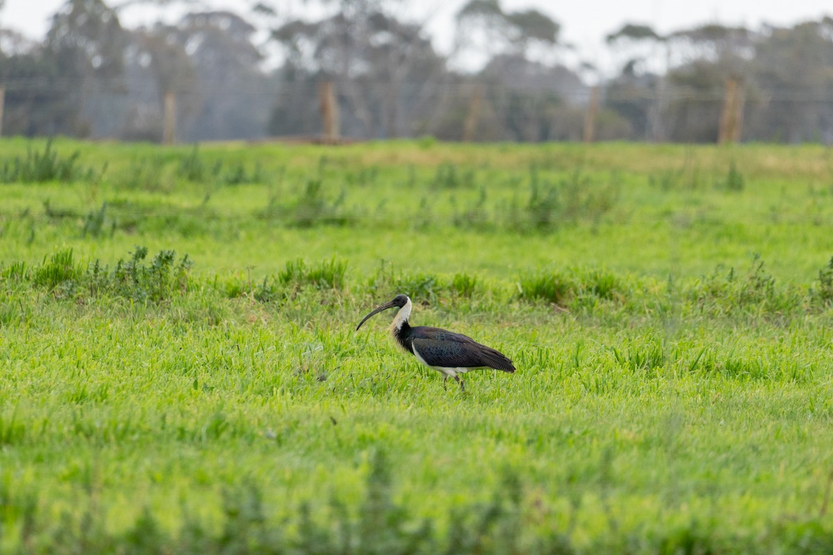 Straw-necked Ibis - ML642646287