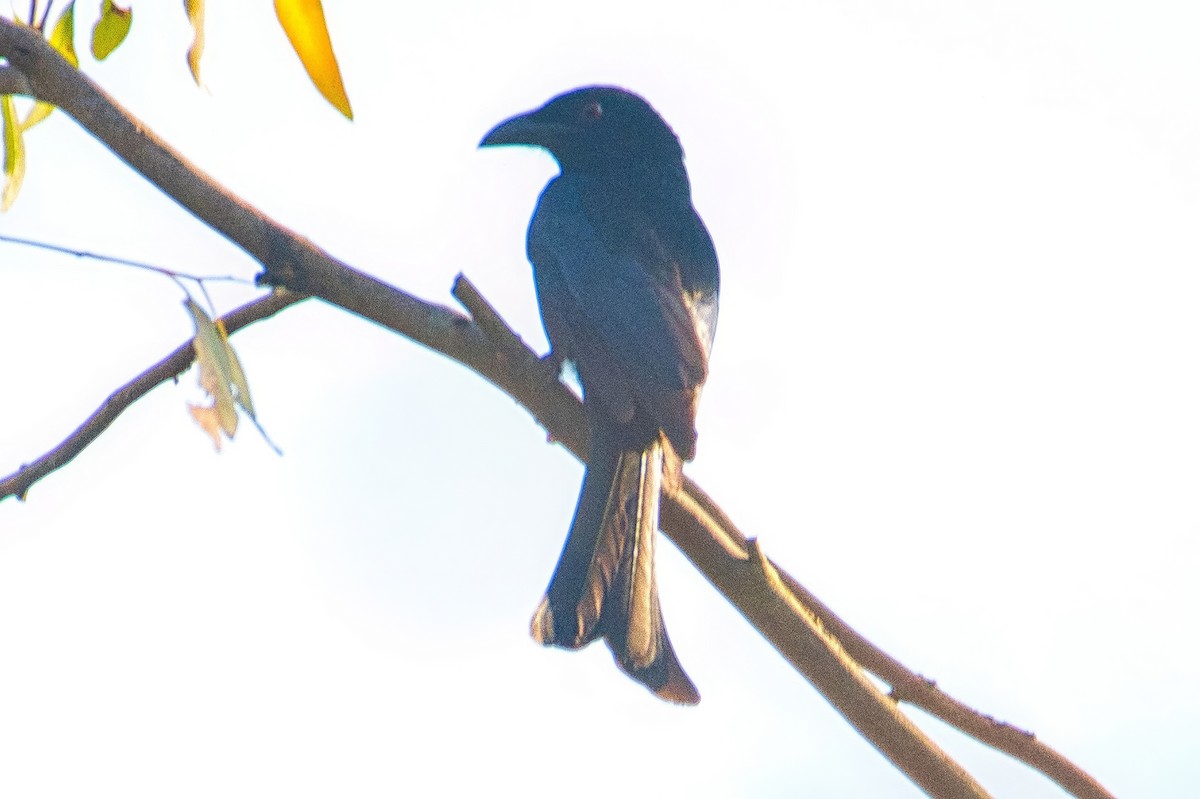 Spangled Drongo - ML642646288