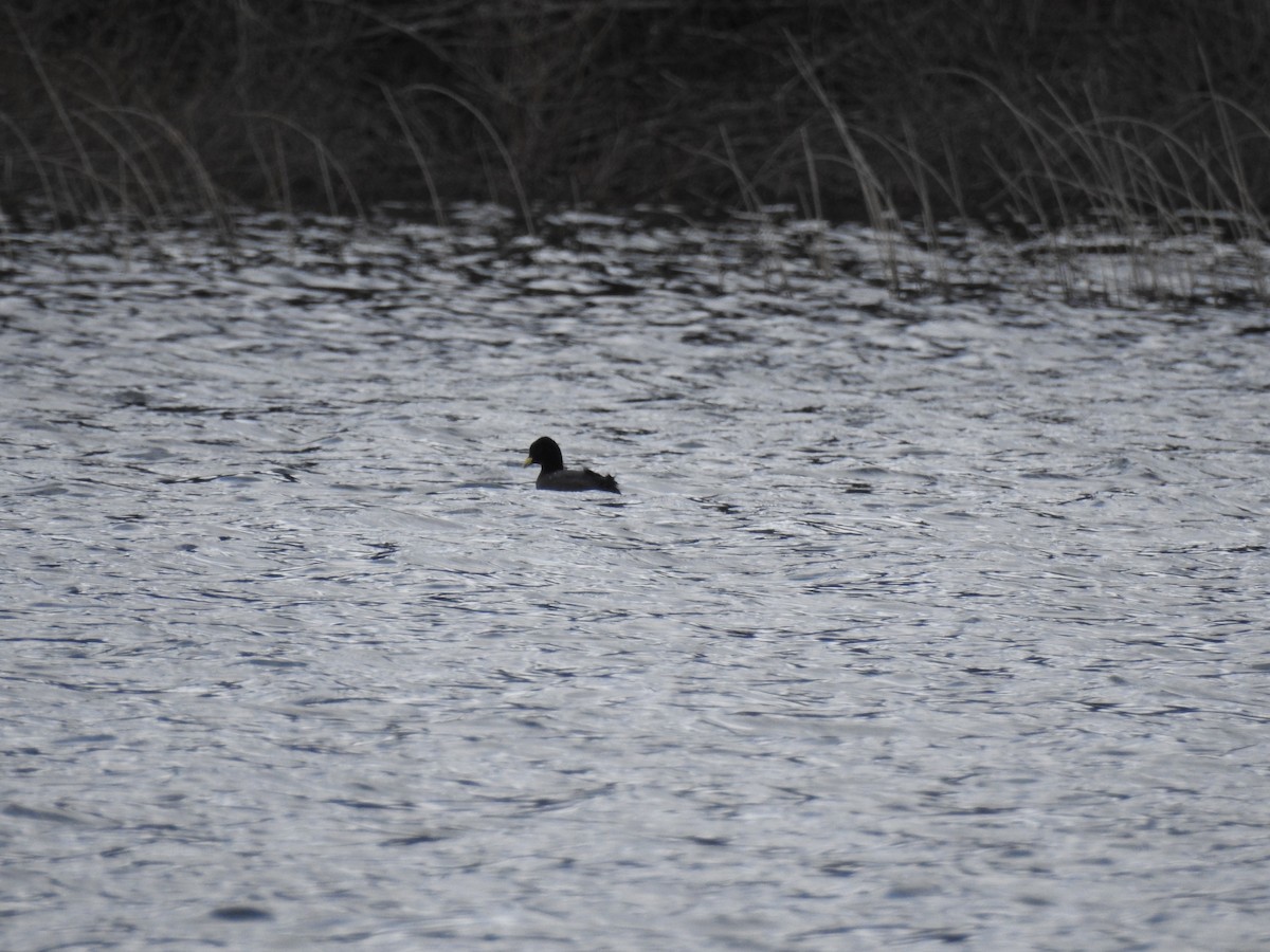 Red-gartered Coot - ML642646303