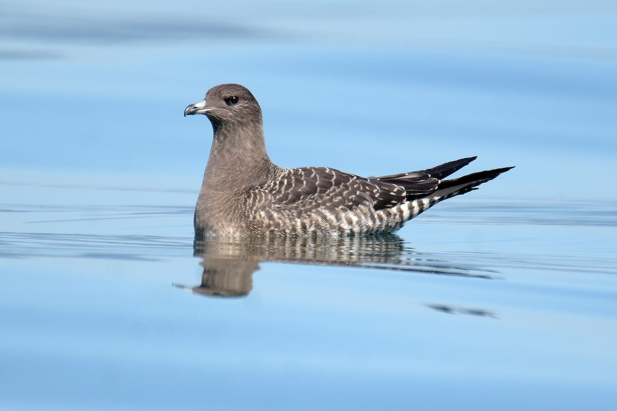 Long-tailed Jaeger - ML642646305