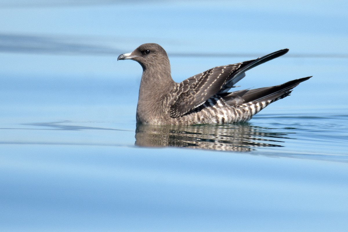 Long-tailed Jaeger - ML642646306
