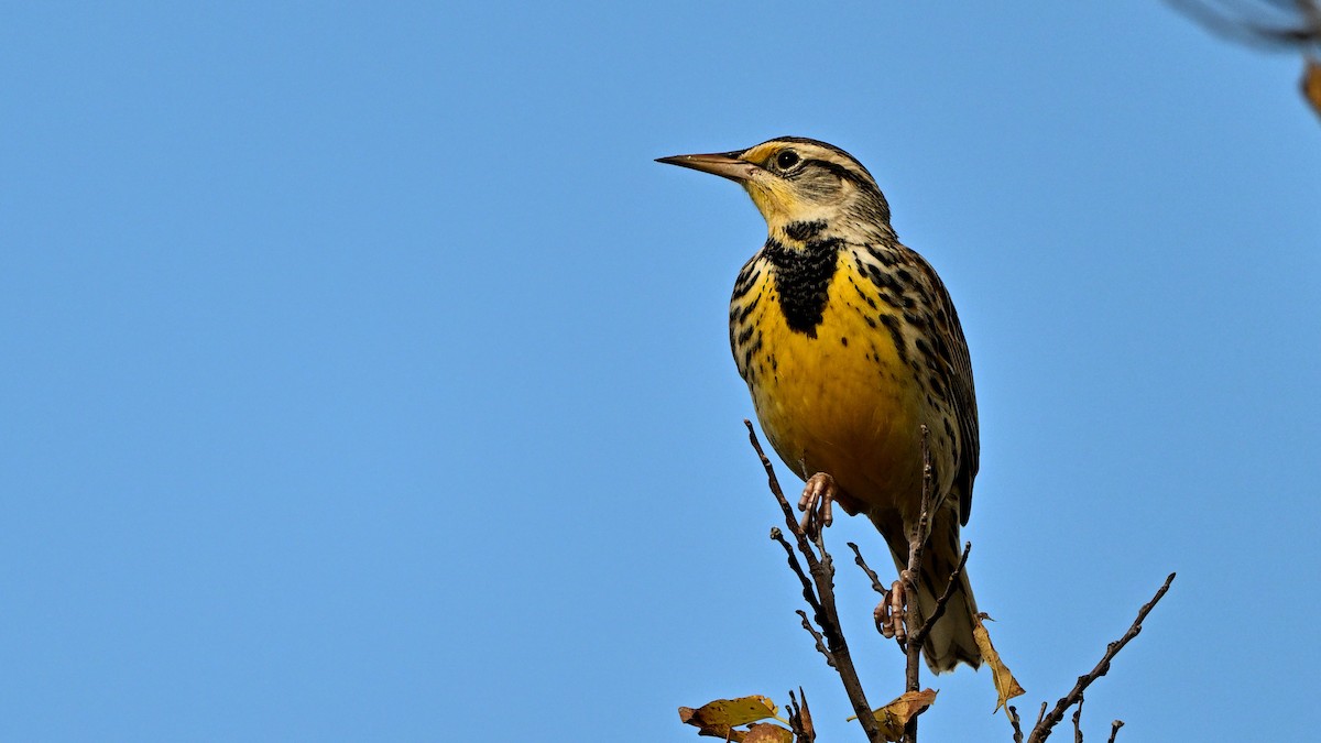 Western Meadowlark - ML642646313