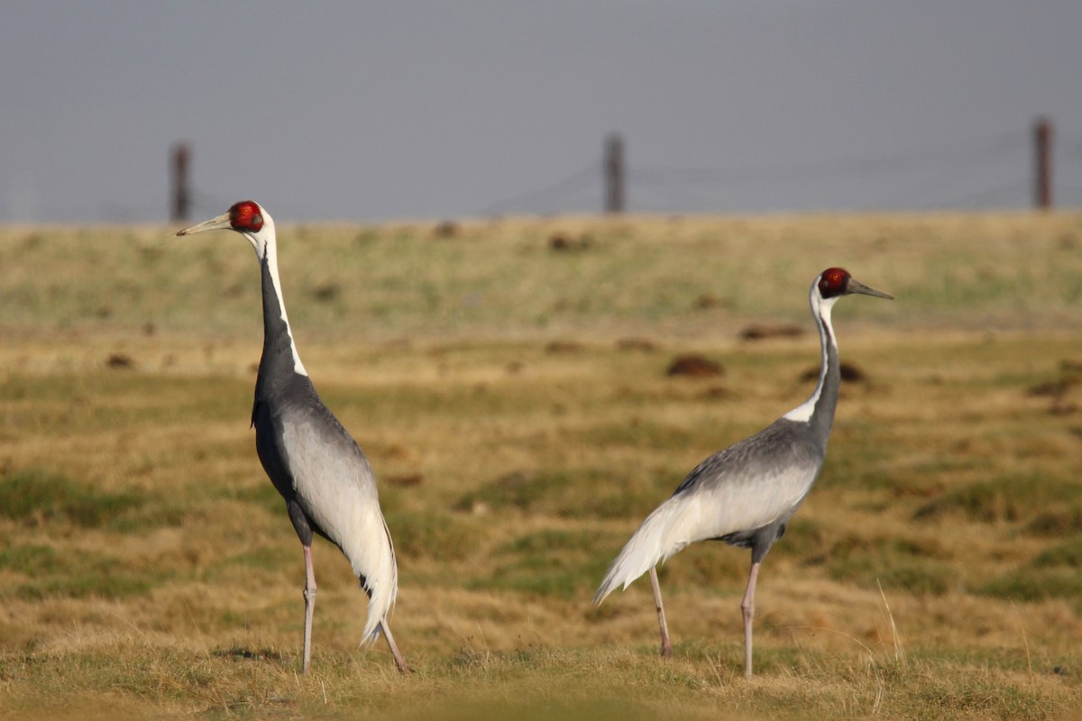 hvitnakketrane - ML642646323