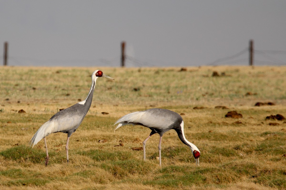 hvitnakketrane - ML642646324