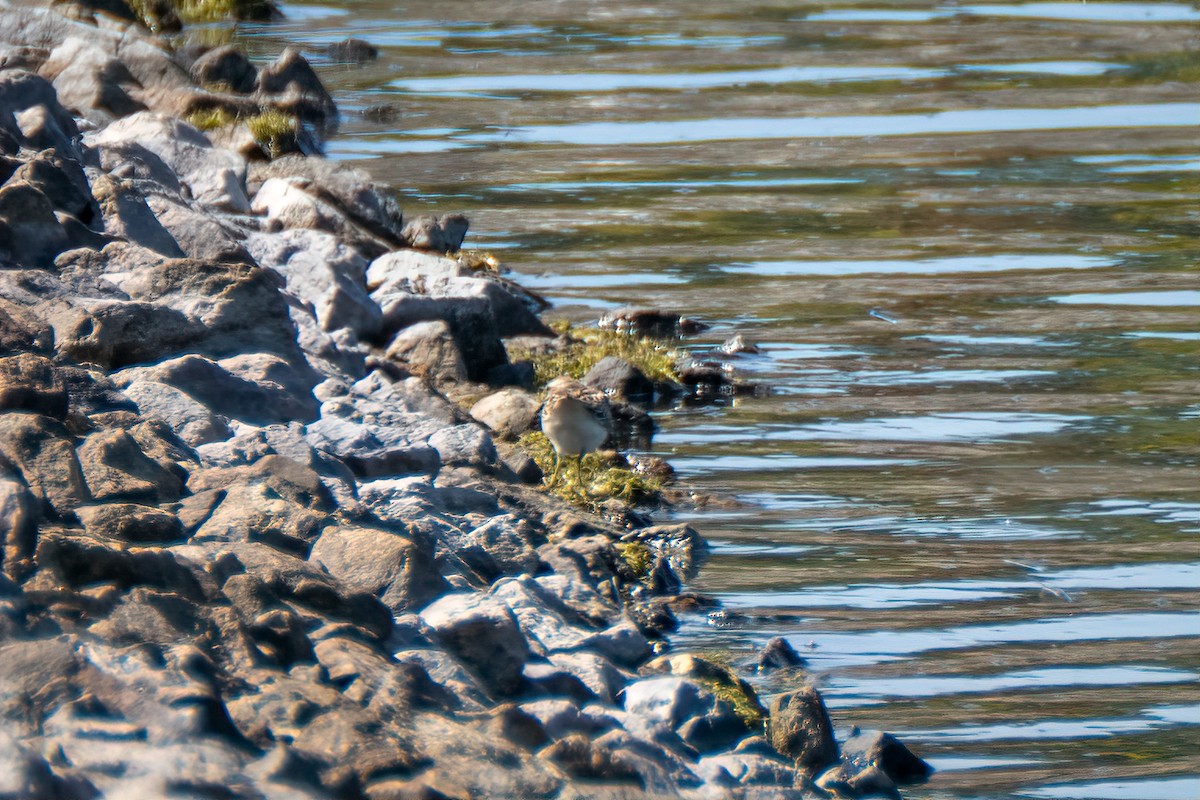 Least Sandpiper - ML642646326