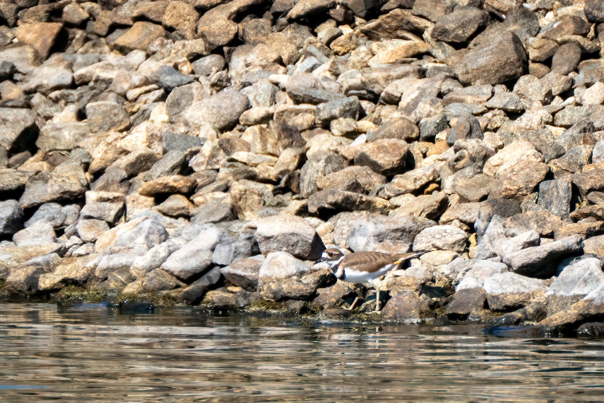 Killdeer - ML642646329