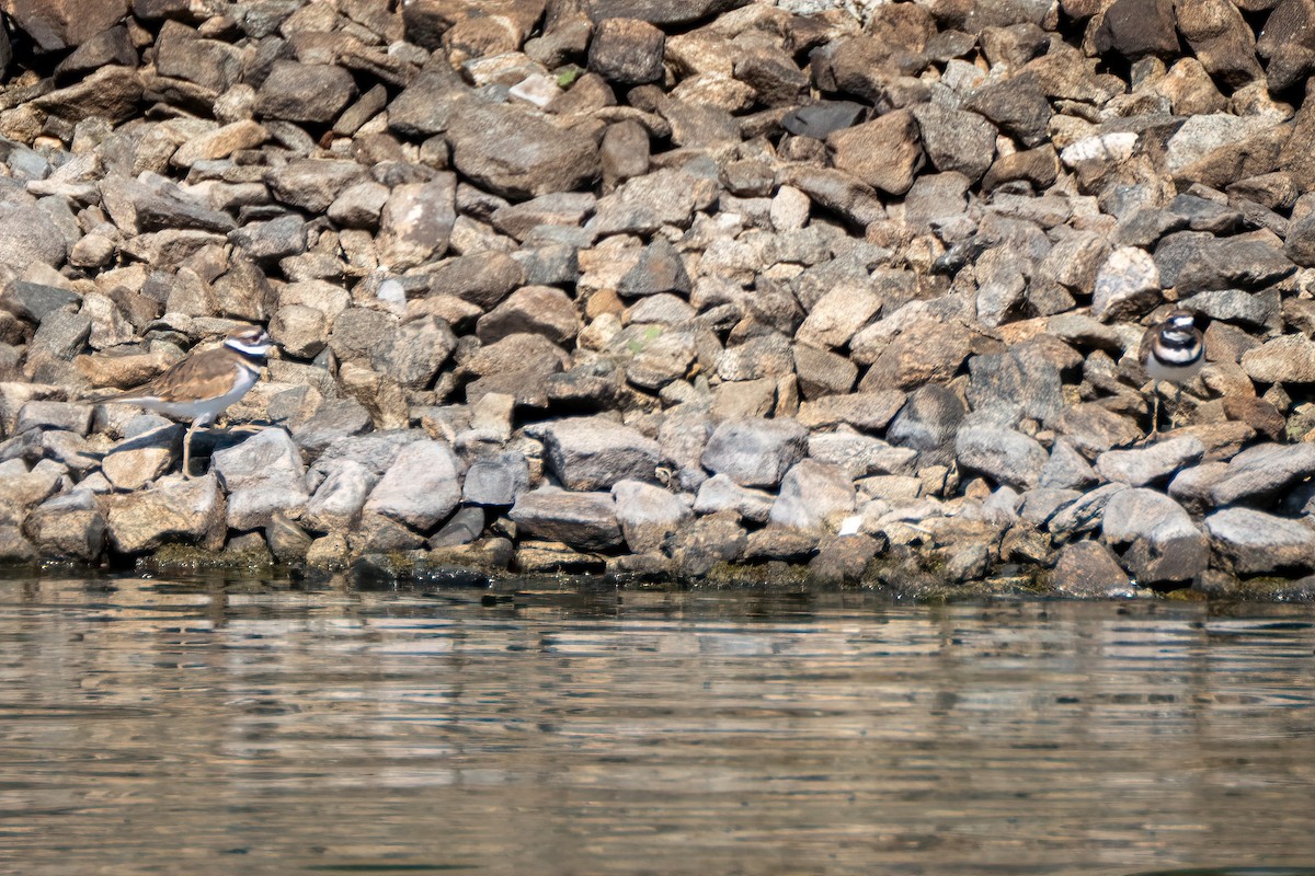 Killdeer - ML642646330