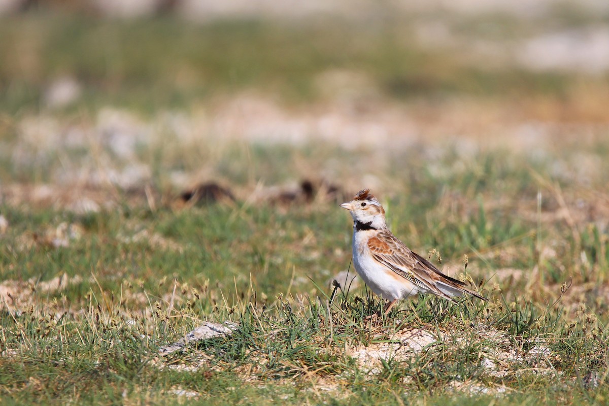 Mongolian Lark - ML642646339