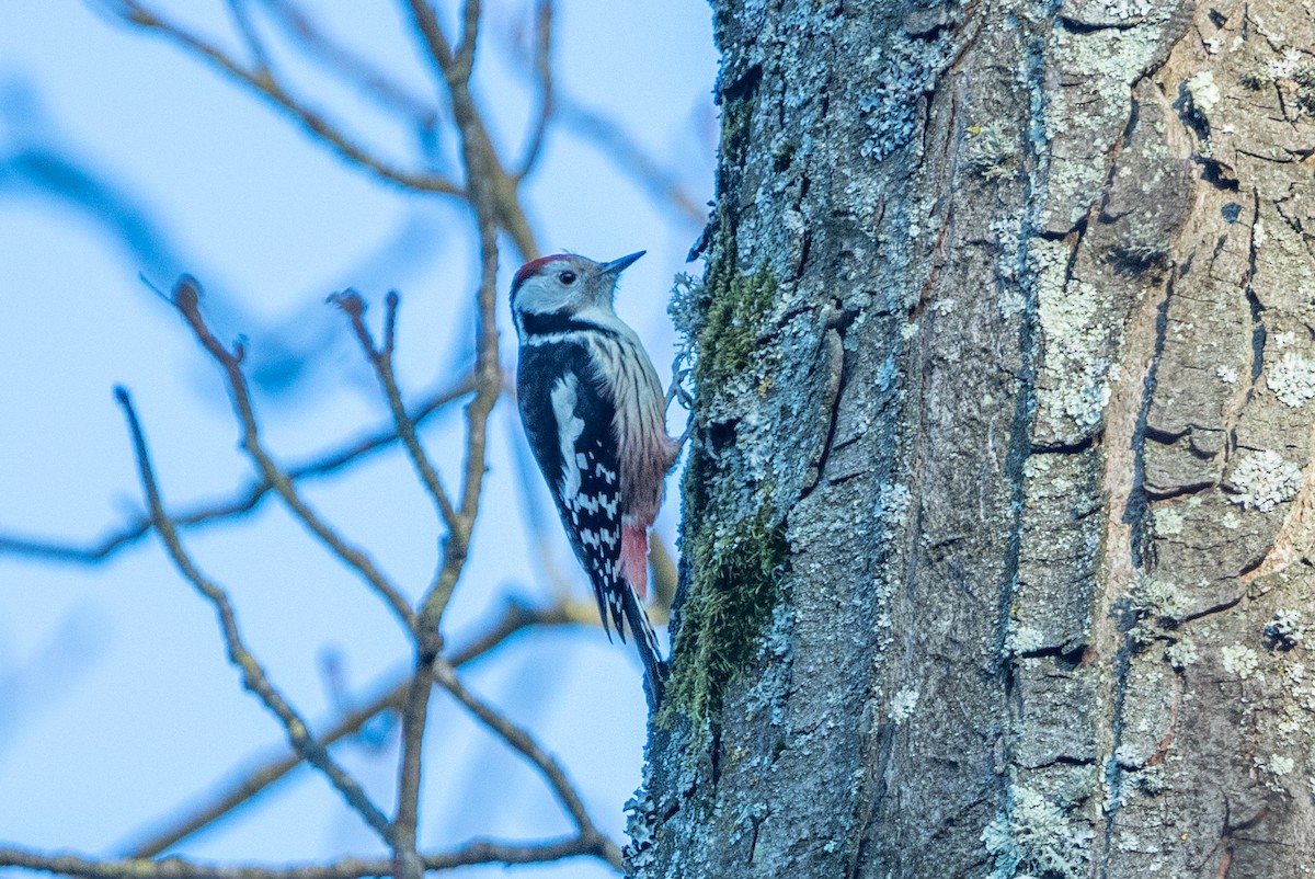 Middle Spotted Woodpecker - ML642646340
