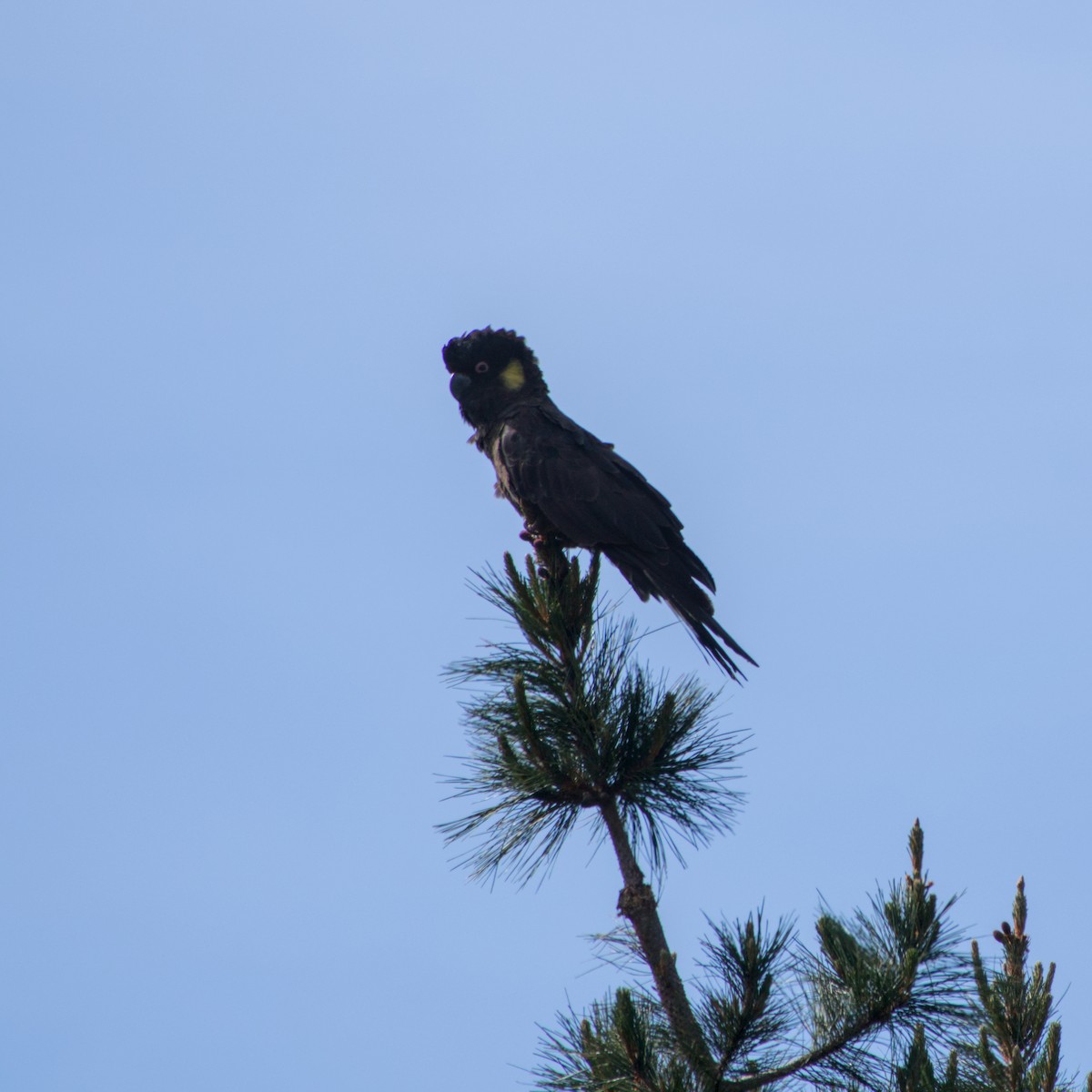 Yellow-tailed Black-Cockatoo - ML642646343