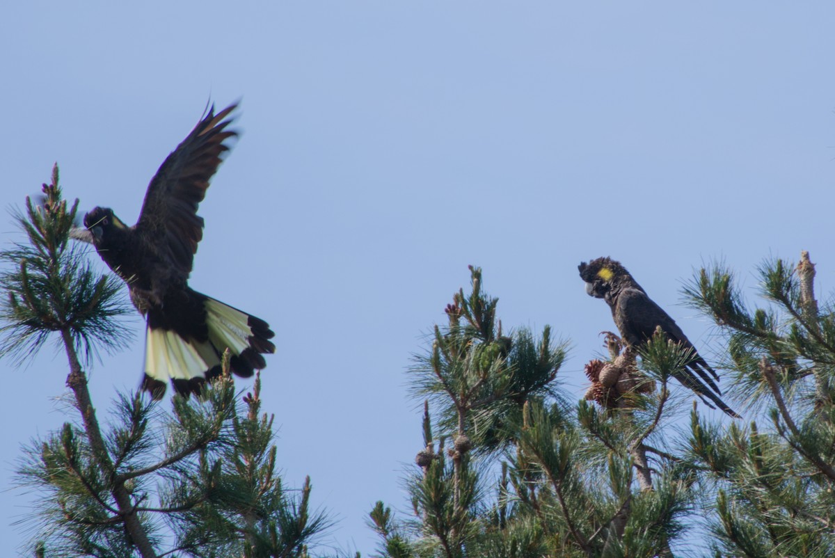 Yellow-tailed Black-Cockatoo - ML642646345