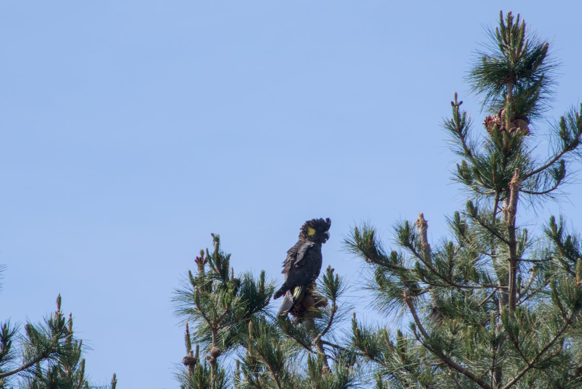 Yellow-tailed Black-Cockatoo - ML642646348