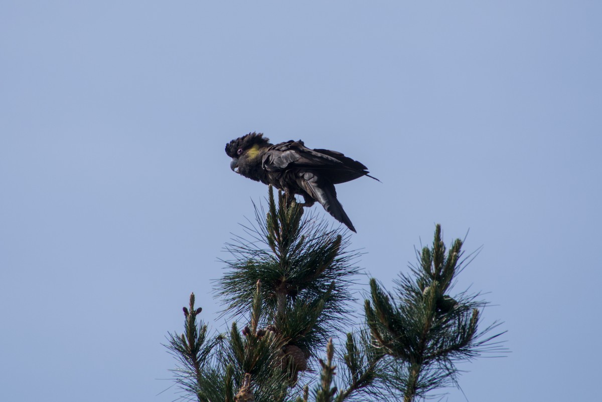 Yellow-tailed Black-Cockatoo - ML642646349