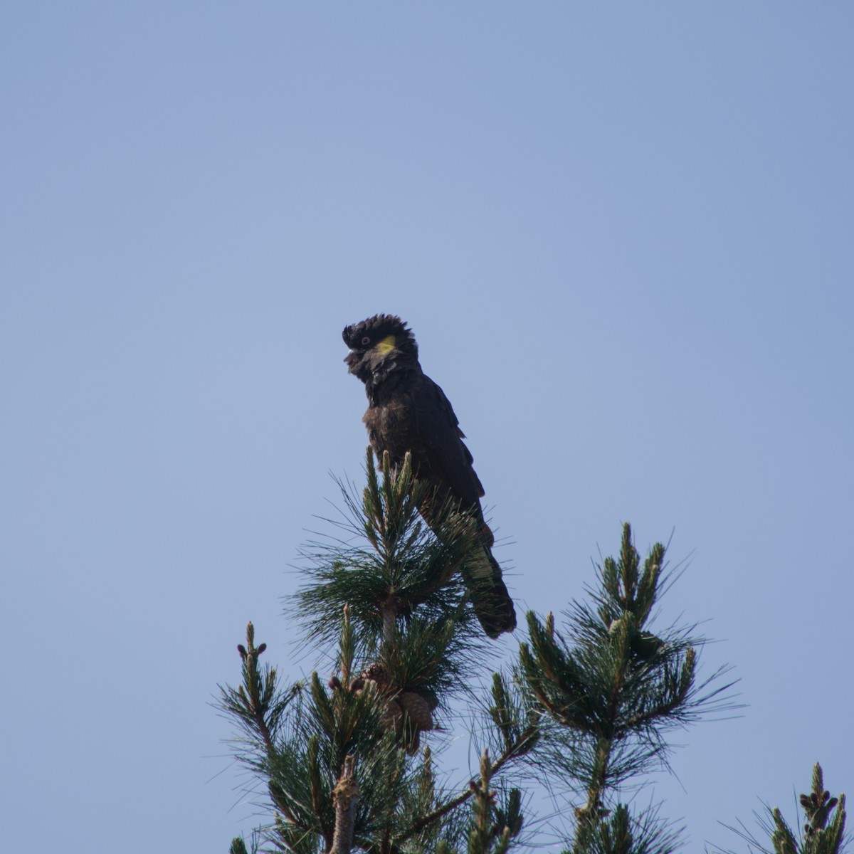Yellow-tailed Black-Cockatoo - ML642646350
