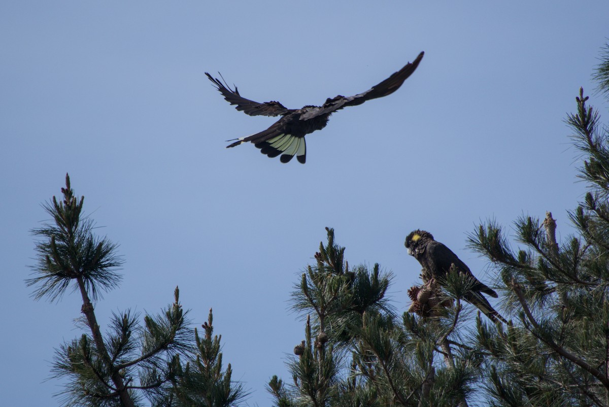 Yellow-tailed Black-Cockatoo - ML642646351