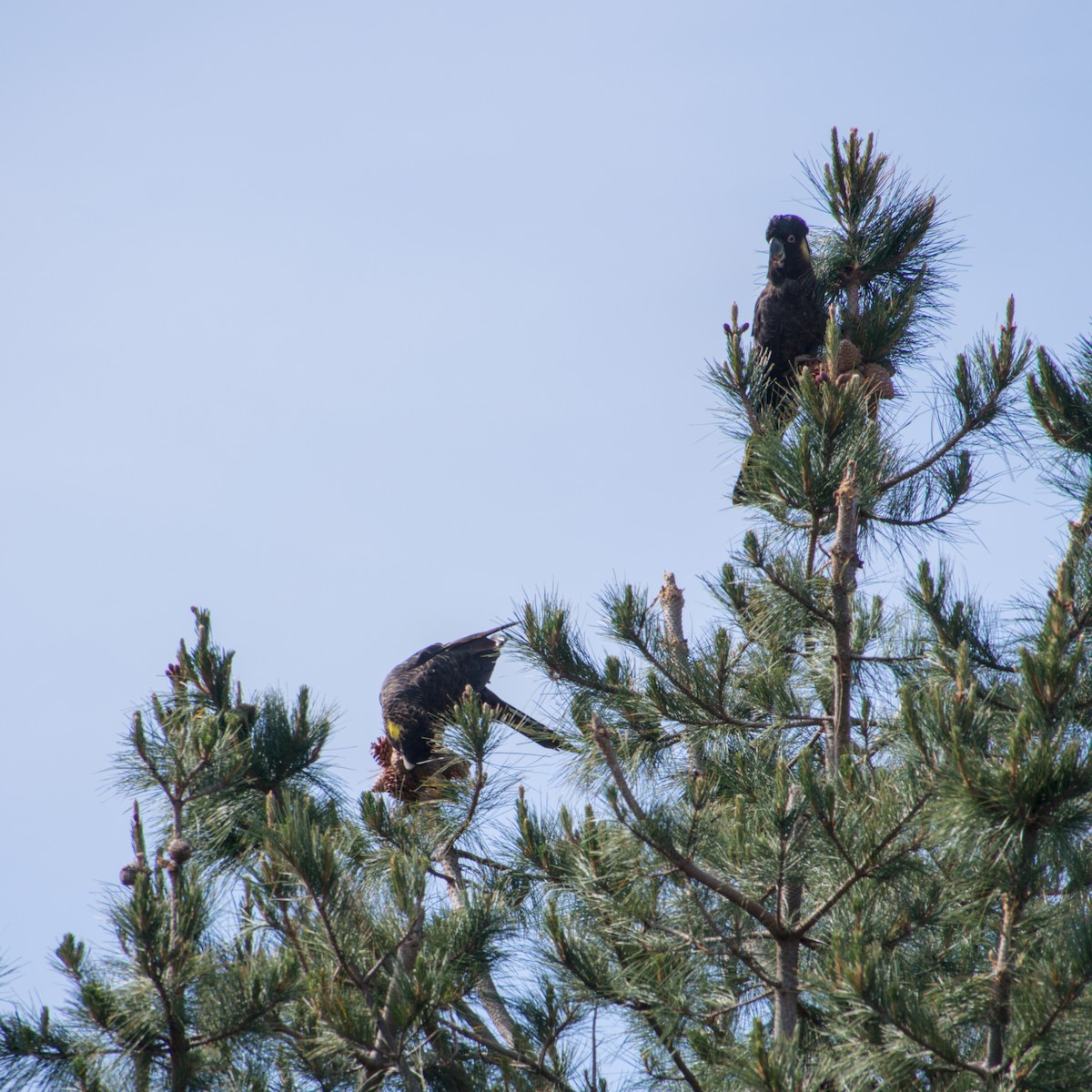 Yellow-tailed Black-Cockatoo - ML642646352