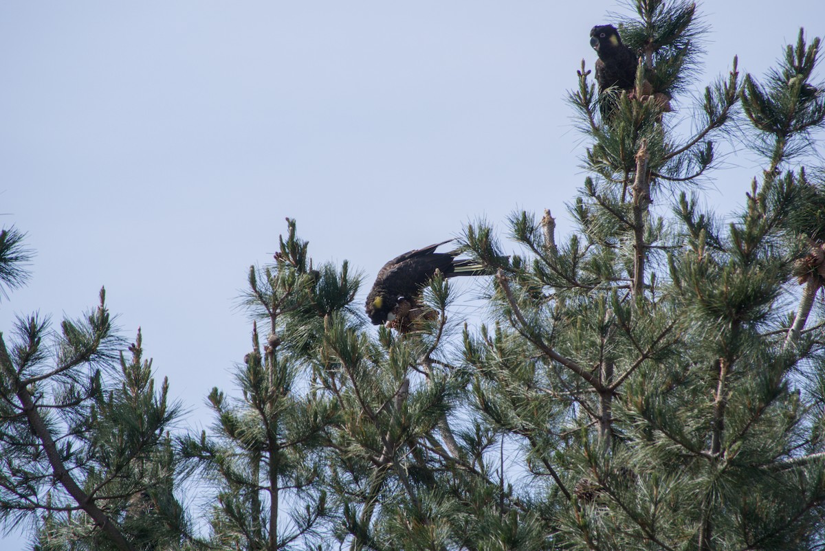 Yellow-tailed Black-Cockatoo - ML642646353