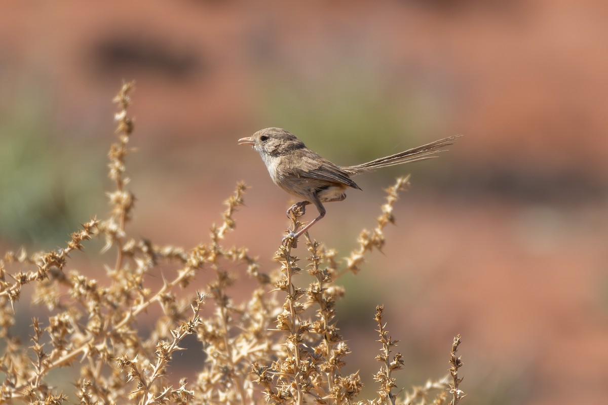 White-winged Fairywren - ML642646364
