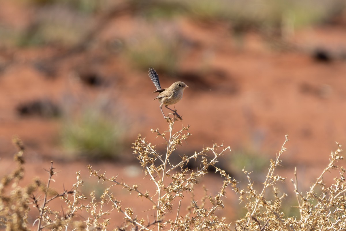 White-winged Fairywren - ML642646365