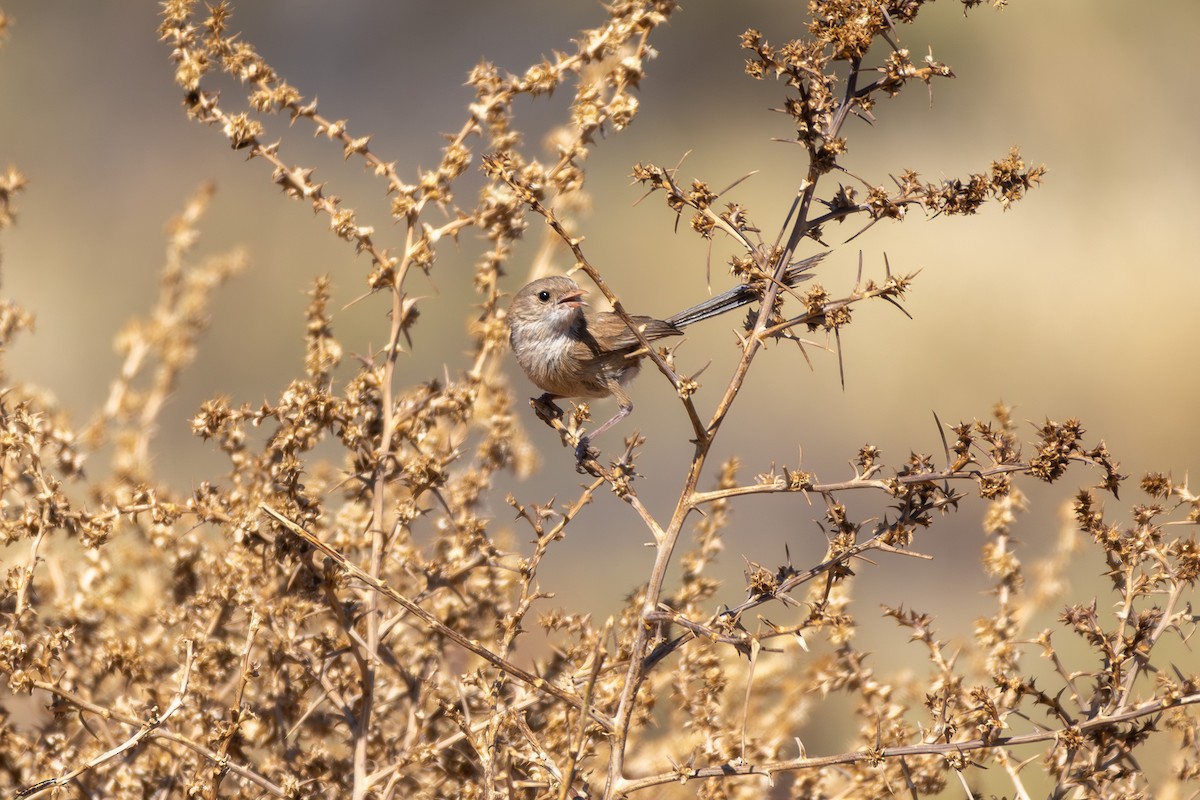 White-winged Fairywren - ML642646366